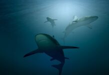 Hallan fósil de extraño tiburón que recorría mares de México hace millones de años