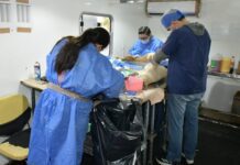Invita Ayuntamiento de Hermosillo a aprovechar las esterilizaciones gratuitas a animales de compañía