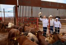 Gobierno de Sonora reanudará exportación de ganado por Agua Prieta el 20 de octubre tras resultados de laboratorio de Senasica