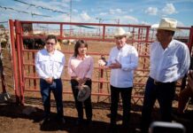 Sonora reactiva exportación de ganado a EU; gestiones de Sheinbaum y Durazo abren la frontera