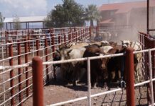 Durazo y Sheinbaum refuerzan acciones ante reapertura de la frontera; dispersan 7 millones de moscas estériles contra el gusano barrenador